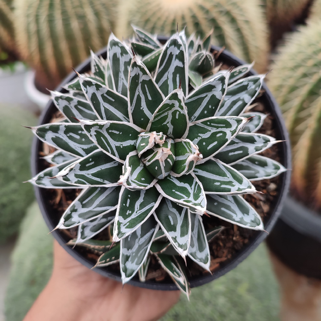 Agave victoria Reginae | DP 12 cm | Agave