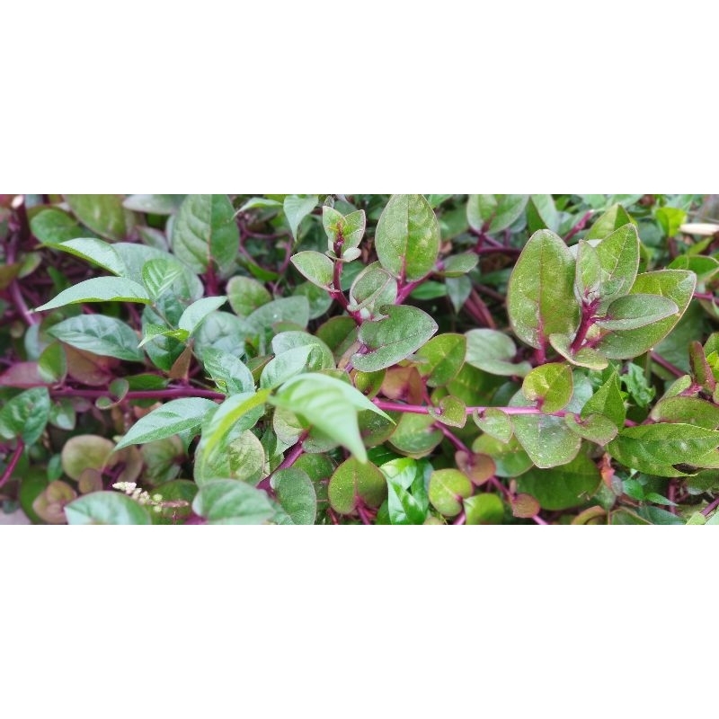 

Daun Binahong Merah Segar