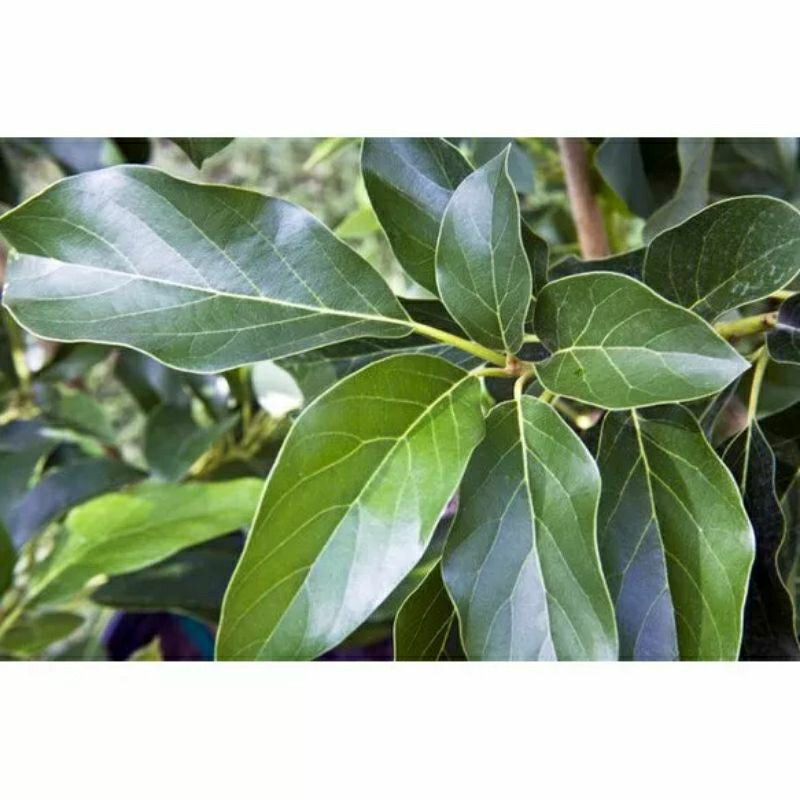 

Daun alpukat fress untuk batu ginjal n sakit pingang