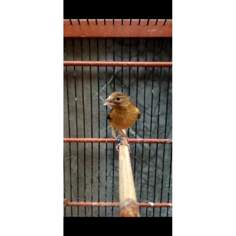 MULE SISKIN (Hybrid Kenari x Red Siskin)