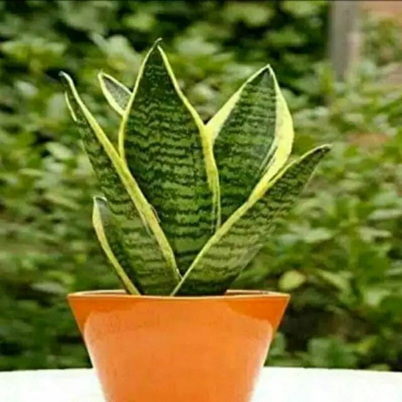 Tanaman sensivera superba