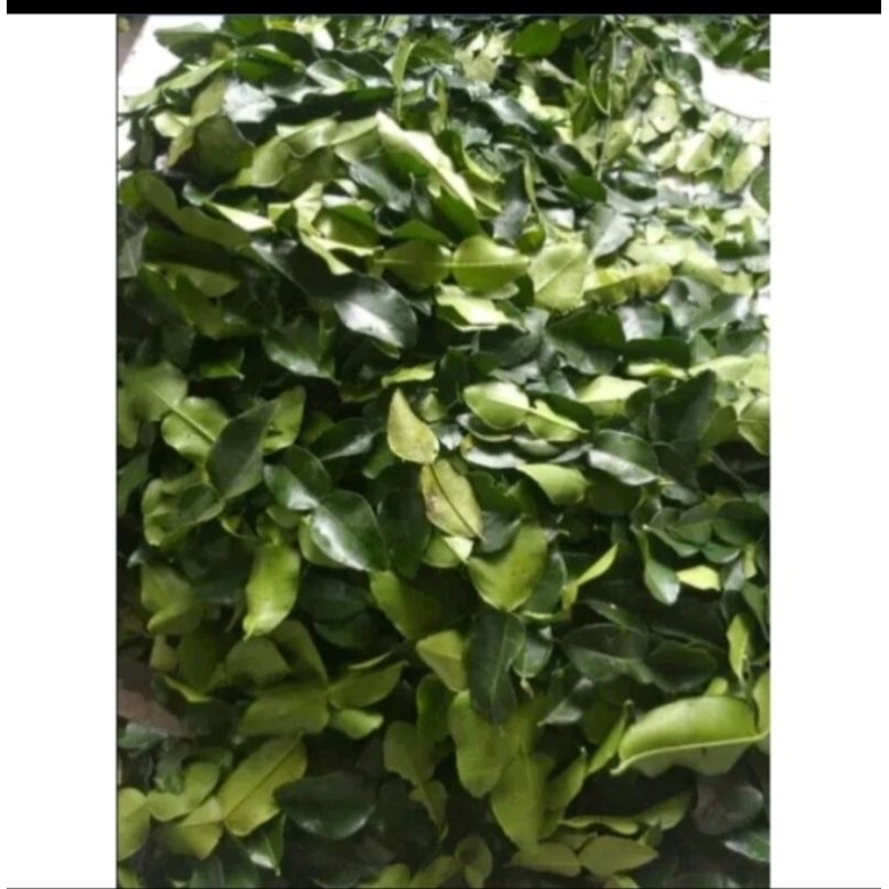 

daun jeruk purut 1kg