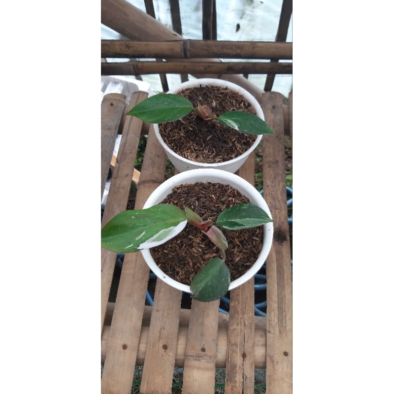 Philodendron White Knight