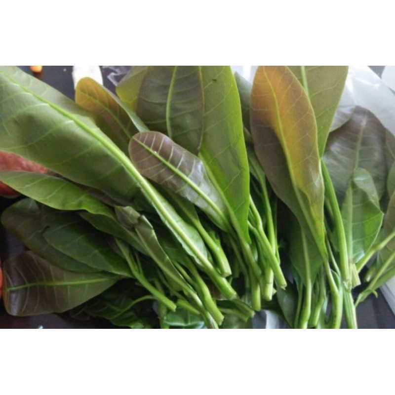 daun jambu mete/daun jambu monyet segar lalapan