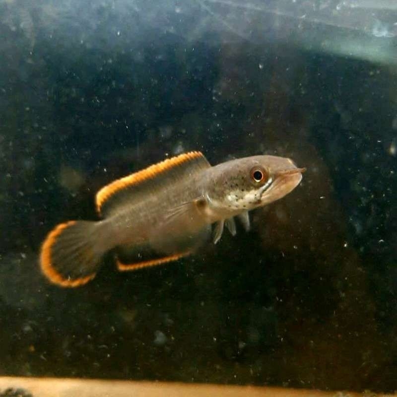 Limbata CB Lawu Rim Tebal 5-7 cm