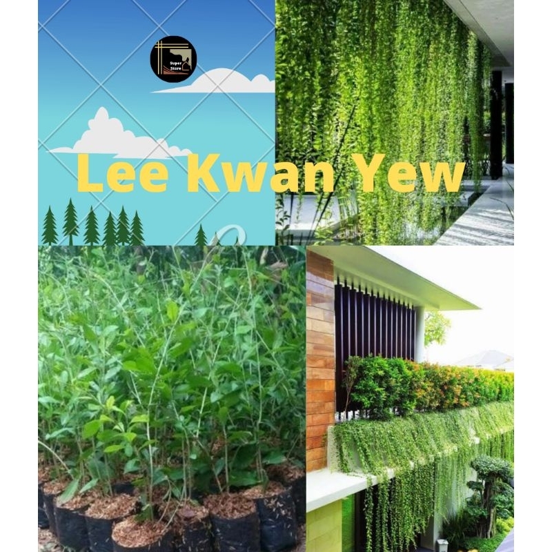 Tanaman Lee Kwan Yew Pohon Lee Kwan Yew / Bibit Tanaman Menjuntai Lee Kwan Yew