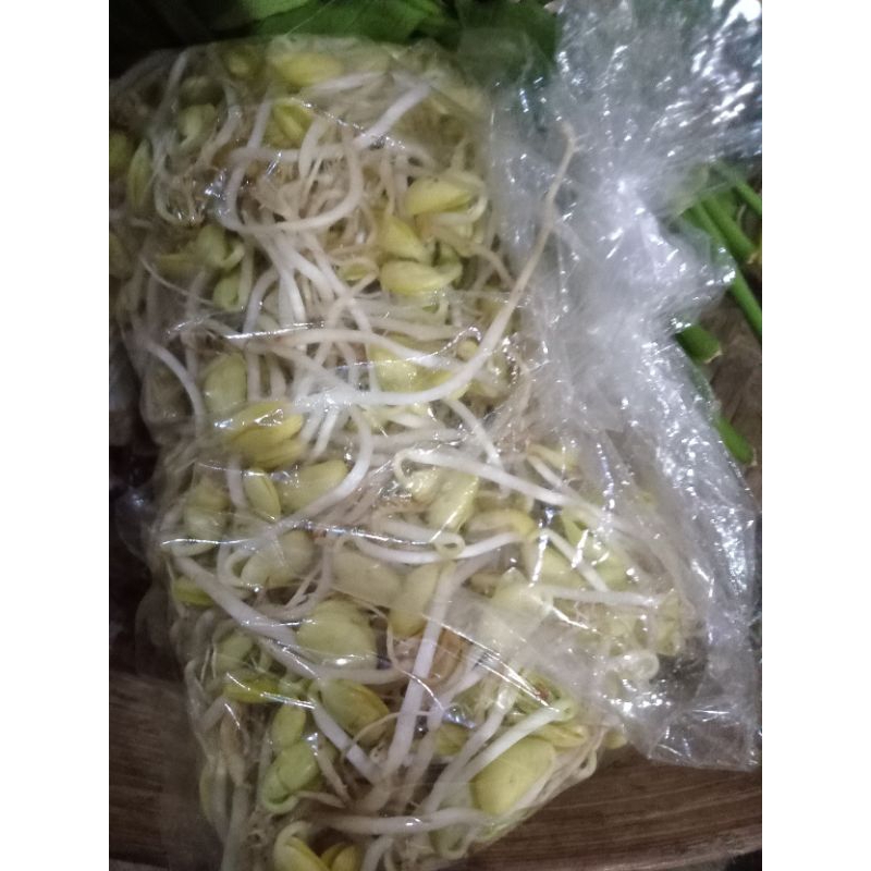 

kecambah/ thokolan dari wonogiri