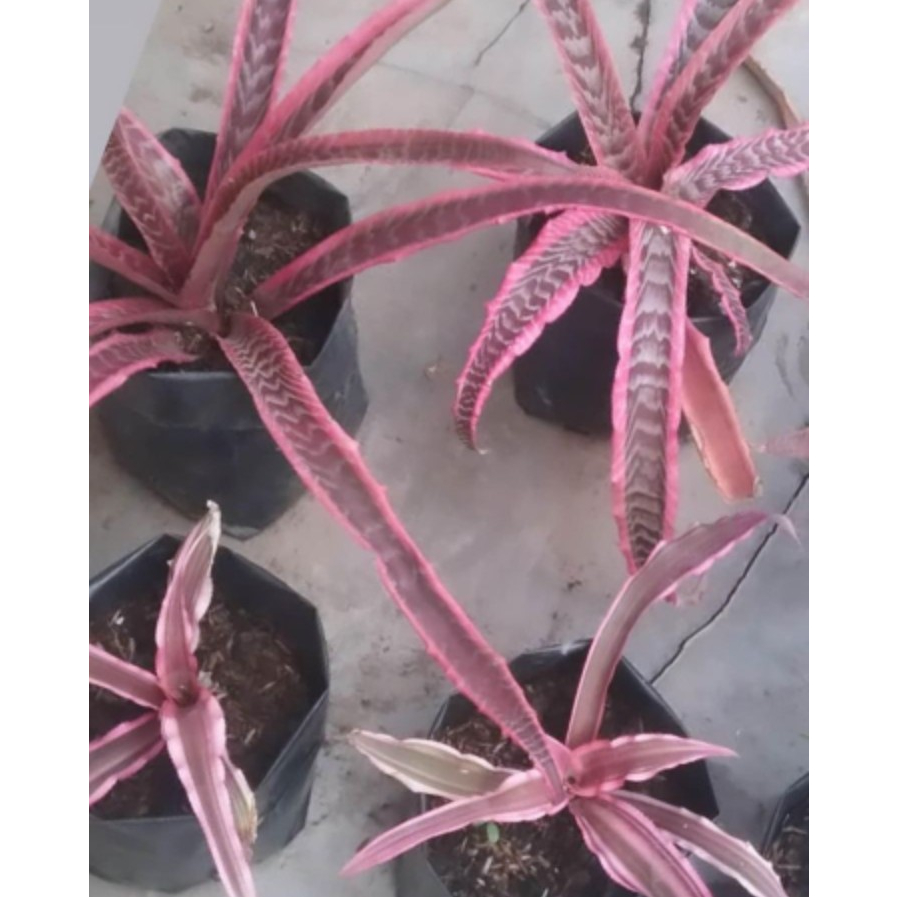 Bromelia Merah(Tanaman hias bromelia tokek merah - Bromelia cryptanthus)