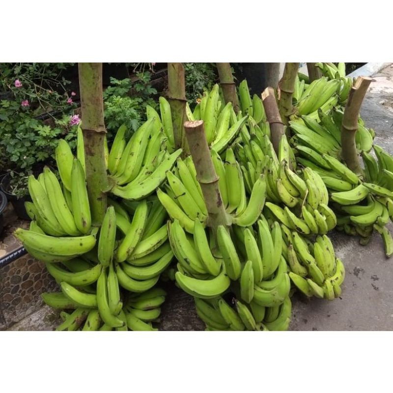 

1 KG PISANG NANGKA SEGAR FRESH MASIH MEMTAH