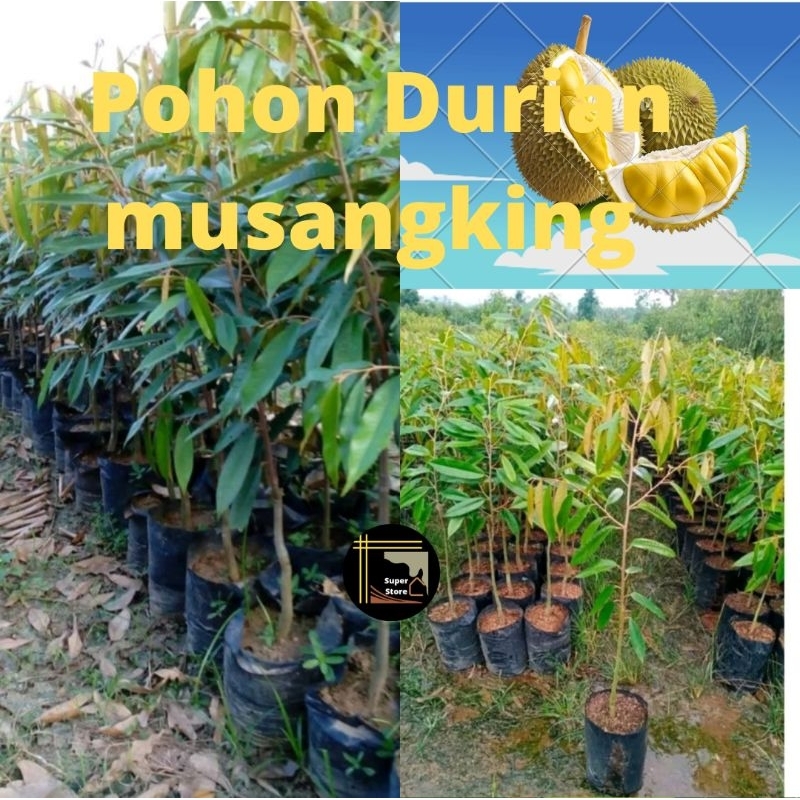 Bibit Durian Musangking Super Unggulan Tanaman Durian Musangking Pohon Durian Musangking