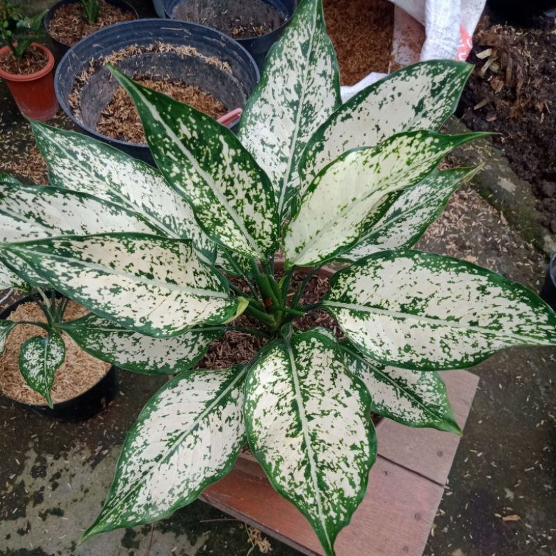 Aglaonema Snow White