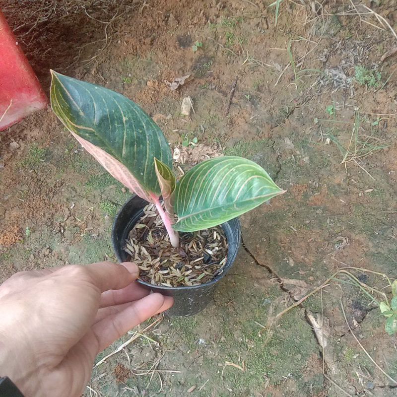 aglonema baby Kresna golden