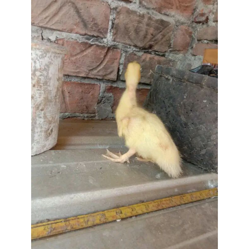 FGFG56846 telur fertil entok ori jumbo blitar 564568