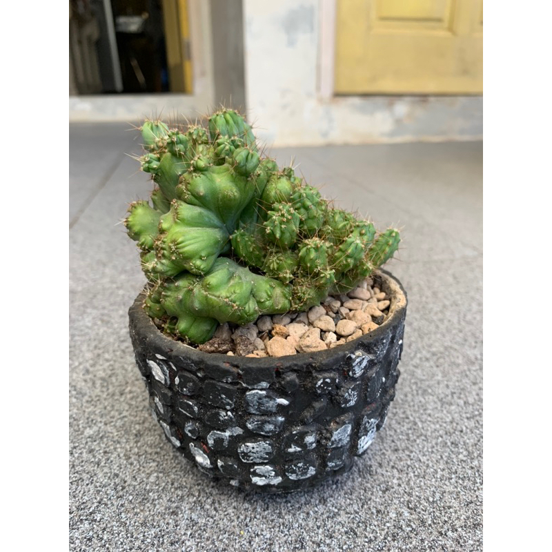 Kaktus myrtillo cristata