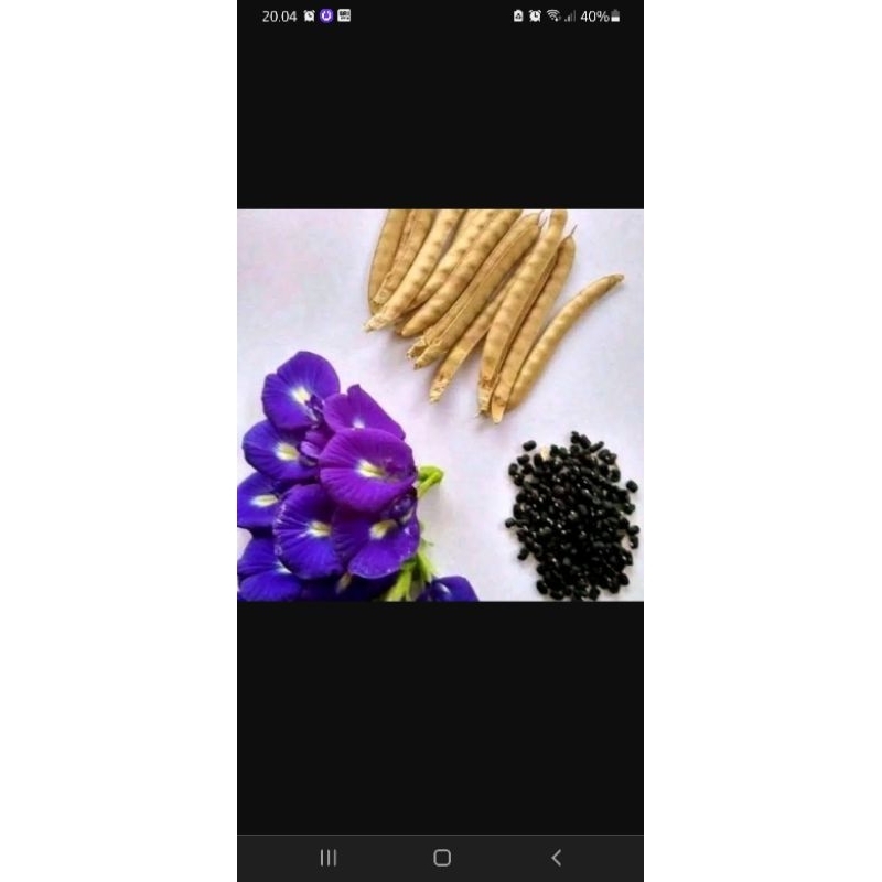 biji bunga telang bibit bunga telang