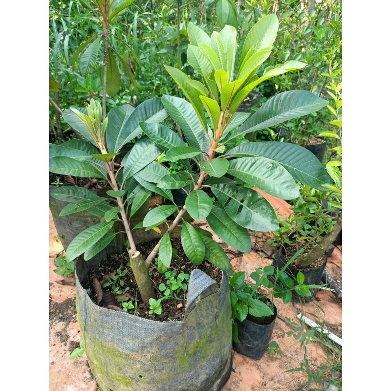 Pohon Mameysapote Sawo Raksasa