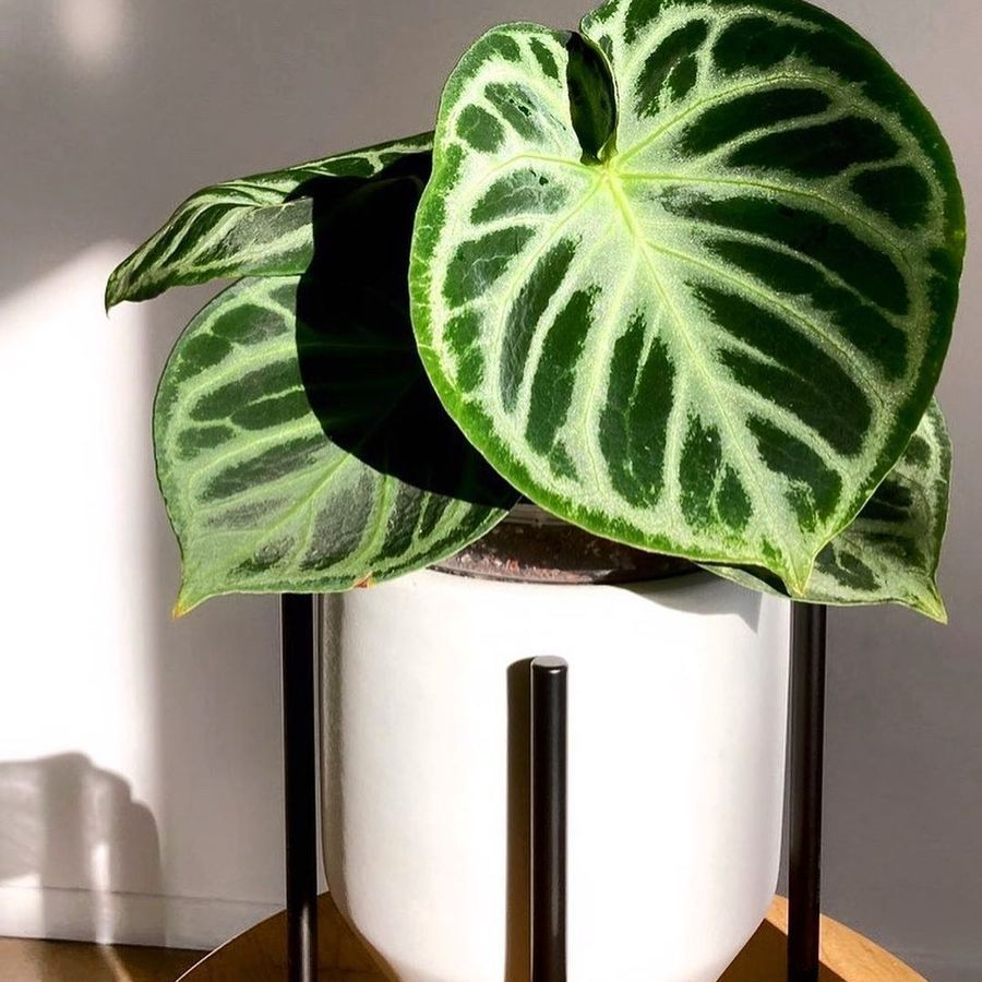 kuping gajah dorayaki silver - kuping gajah dorayaki silver remaja