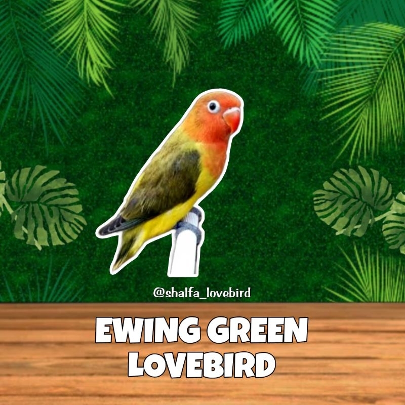 LOVEBIRD EWING GREEN JANTAN/BETINA PAUD DAN DEWASA