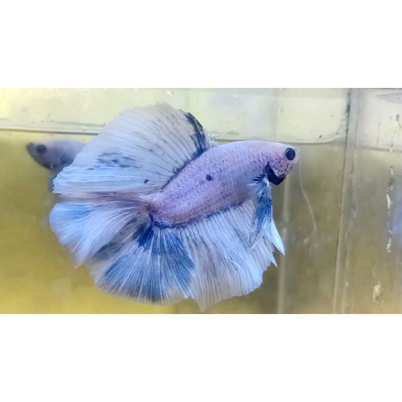 hlafmon double tail grizel