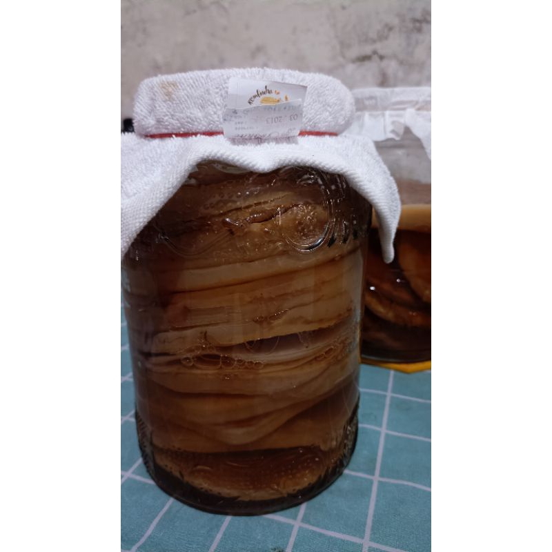 

Scoby for adoption