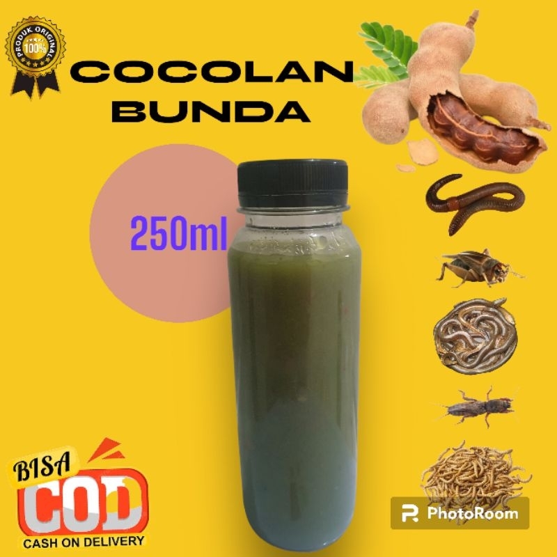 

COCOLAN ALAM JUARA