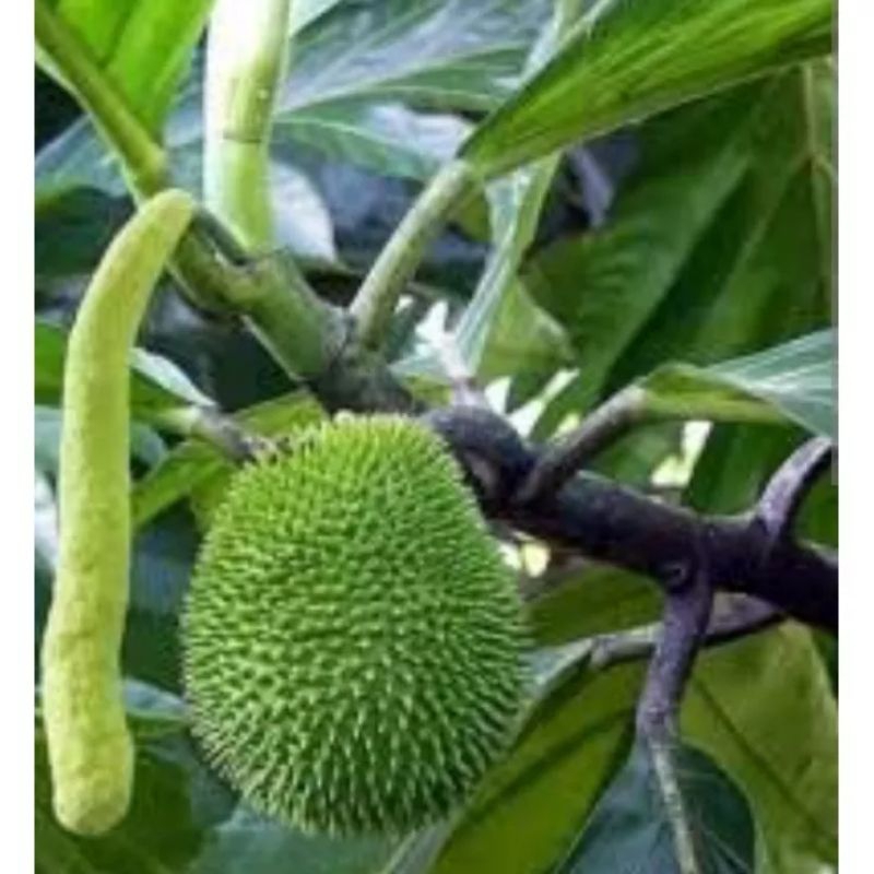 500gr daun kluwih segar