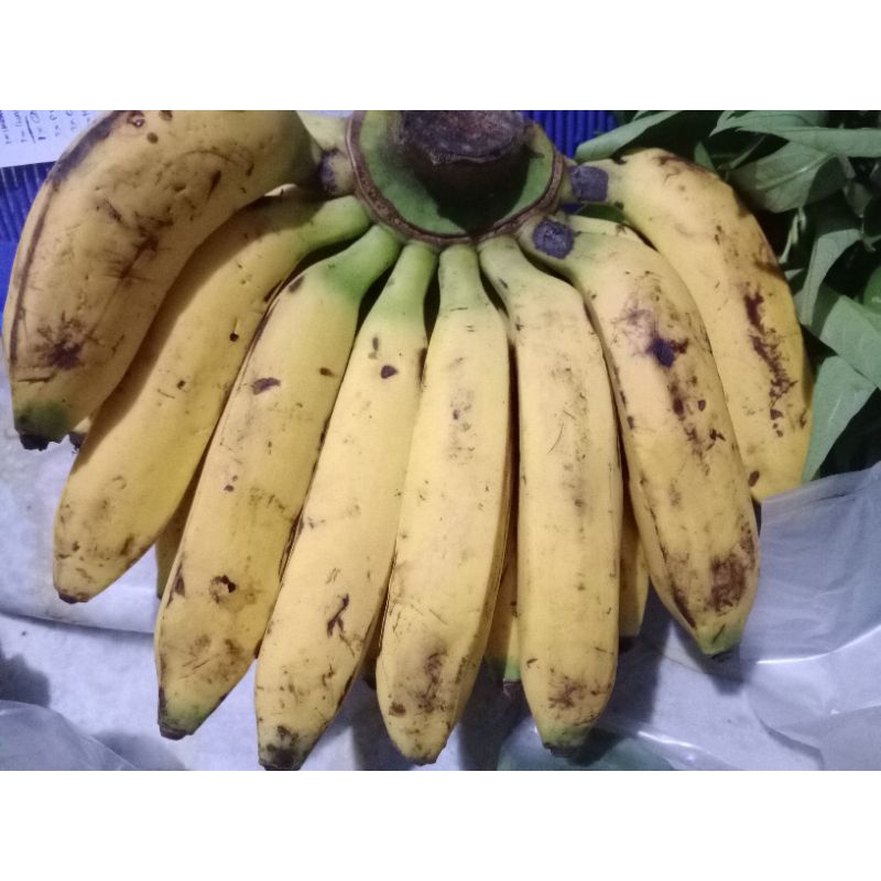 

Pisang Uli / Pisang Jantan 15 buah