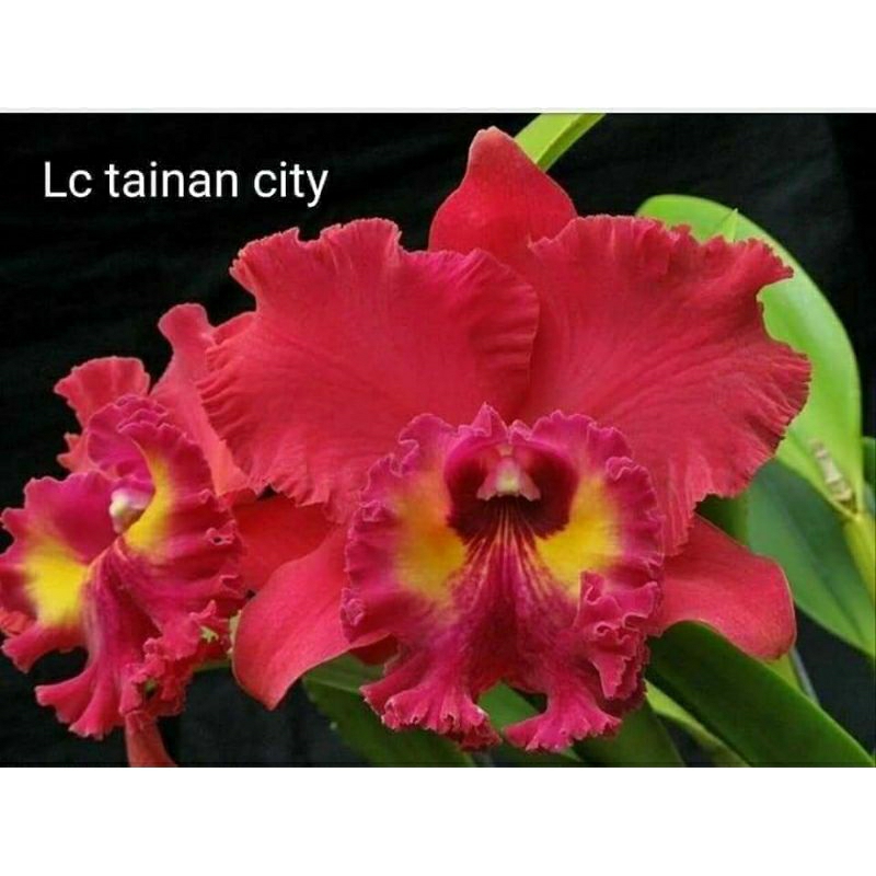 anggrek pra remaja Cattleya hybrid thailand new