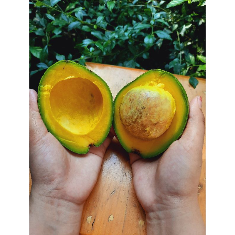 

BUAH ALPUKAT MIKI 1KG/ ALPUKAT PREMIUM/ DIET/ MPASI BAYI