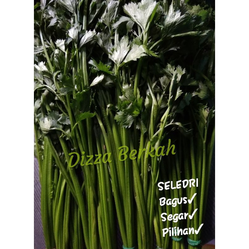 

Daun Seledri/Sadri/Seledri/100gr/Fresh/Bagus/Pilihan/Dizza Berkah