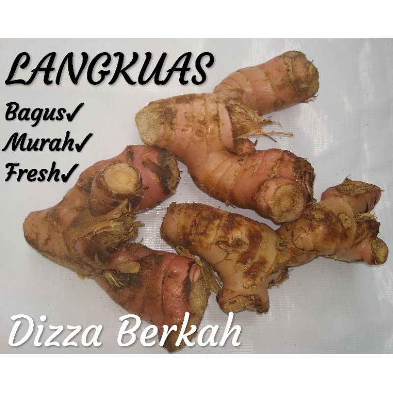 

Langkuas/Lengkuas/Laos/250gr/bagus/fresh/Dizza Berkah