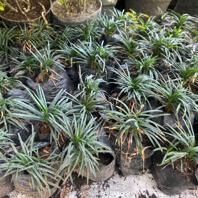 Tanaman Rumput Kucai - Rumput Taman Kucai Mini / Rumput Taman