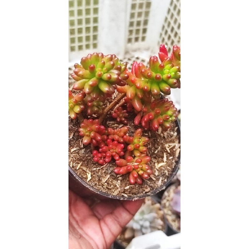 Sukulen Jellybean merah