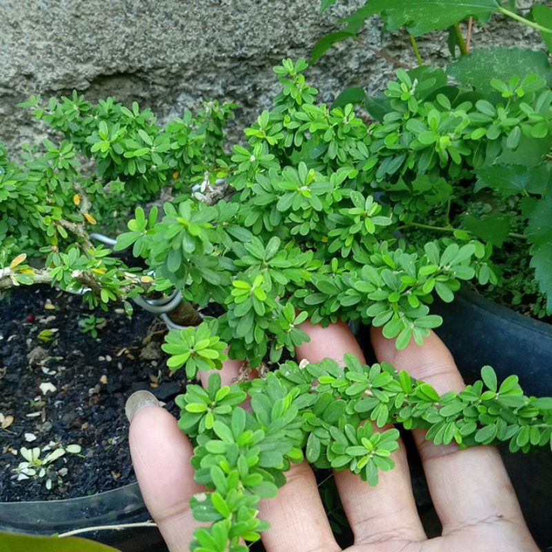 Bibit Saeng Simbur Thailand (super mikro)