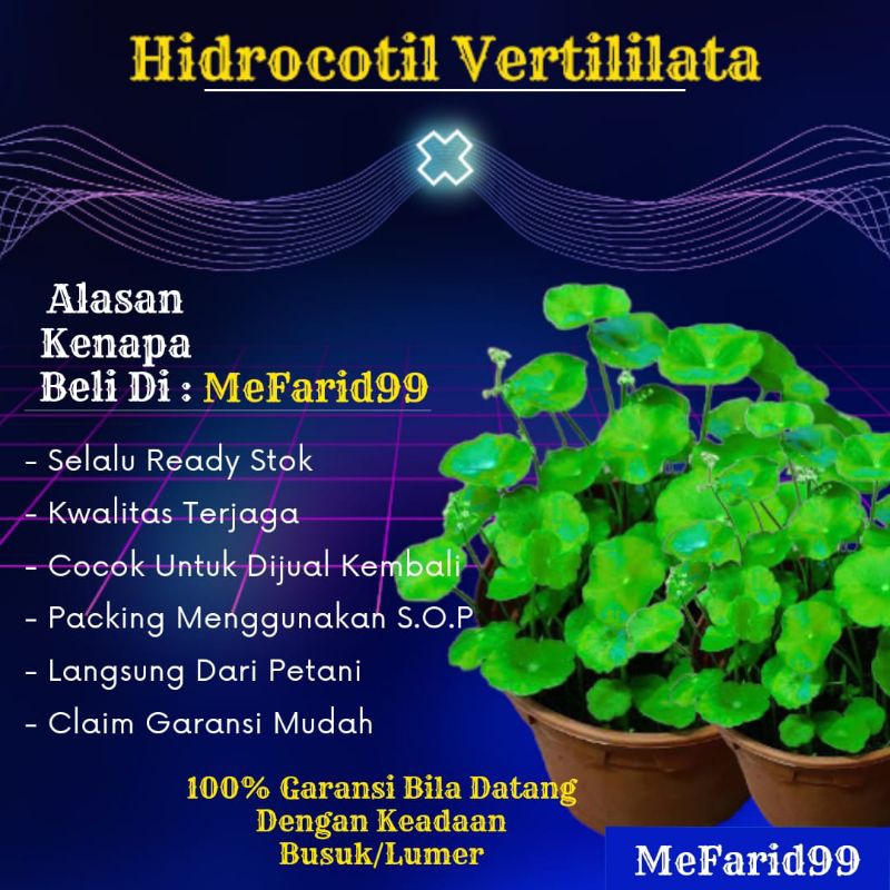 Hidrocotil Vertililata Tanaman Aquascape Tanpa Co2 (Tanaman Aquascape)