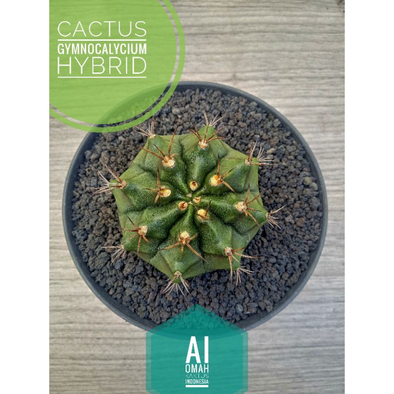 Gymnocalycium Mihanovichii Hybrid | Miha Hybrid | Gymno Hybrid | Kaktus Miha Hibrid | Kaktus Miha