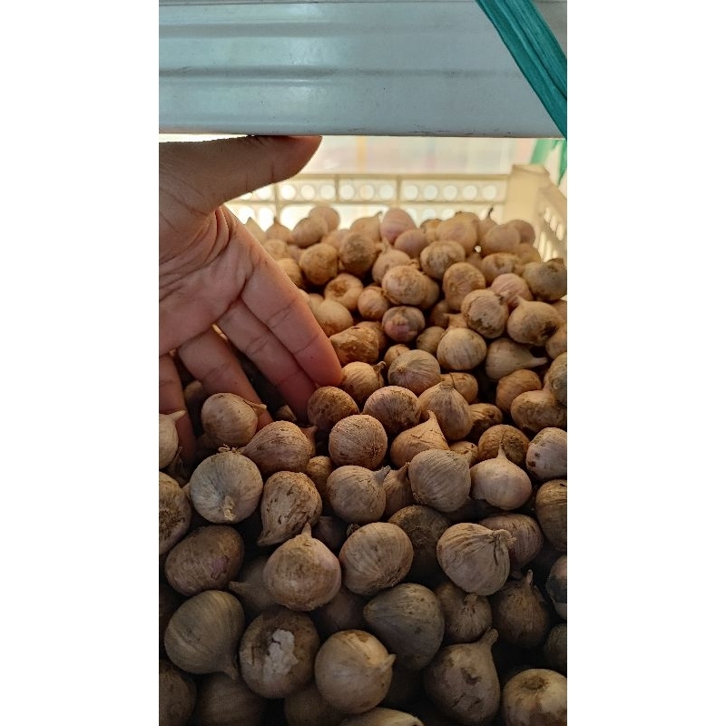 

Bawang tunggal ungu/bawang tunggal Lanang/bawang tunggal original 500gram.
