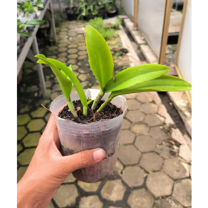 Anggrek cattleya pra dewasa awal soft pot sale (variasi 2)
