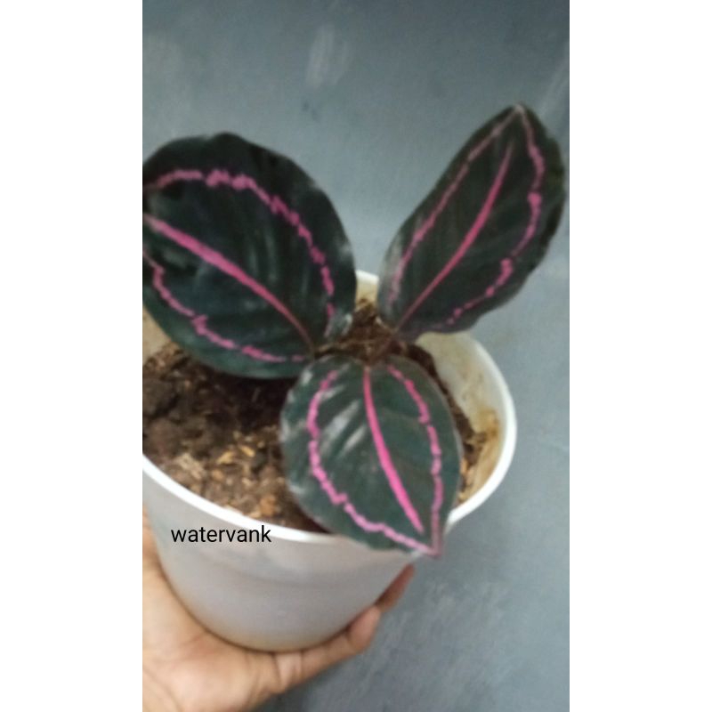 Calathea black lipstik, tanaman hias calathea black lipstik