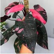 tanaman hias philodendron black cherry