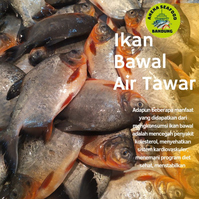 

Ikan Bawal Segar 1.0kg