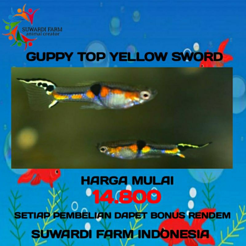 aksesoris Akwarium (Guppy Top Yellow Sword)