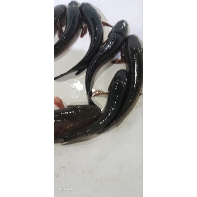 

ikan gabus hidup 1 kg
