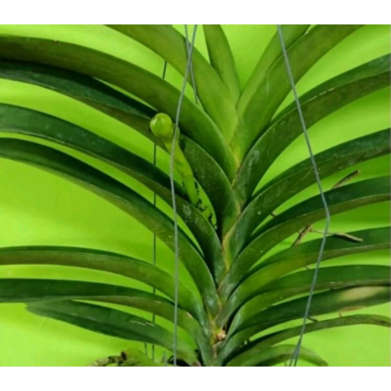 anggrek vanda hybrid dewasa