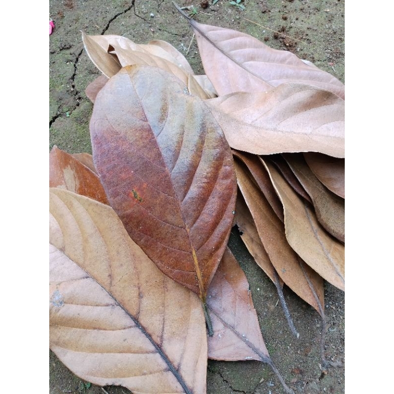 DAUN NANGKA KERING 100 LEMBAR/ DAUN NANGKA / DAUN NANGKA