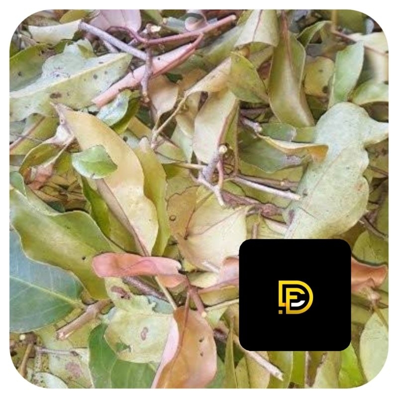 

Benalu cengkeh segar paket 500 gram fresh-az