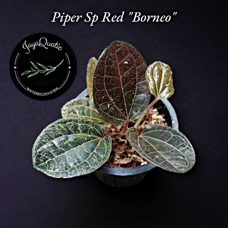 PIPER SP BORNEO "RED" - TANAMAN HIAS RAMBAT PALUDARIUM TERRARIUM JUNGLEPLANT INDOORPLANT