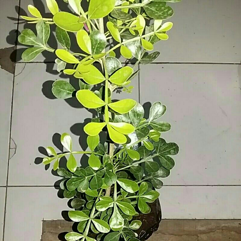 Bahan Bonsai Kawista