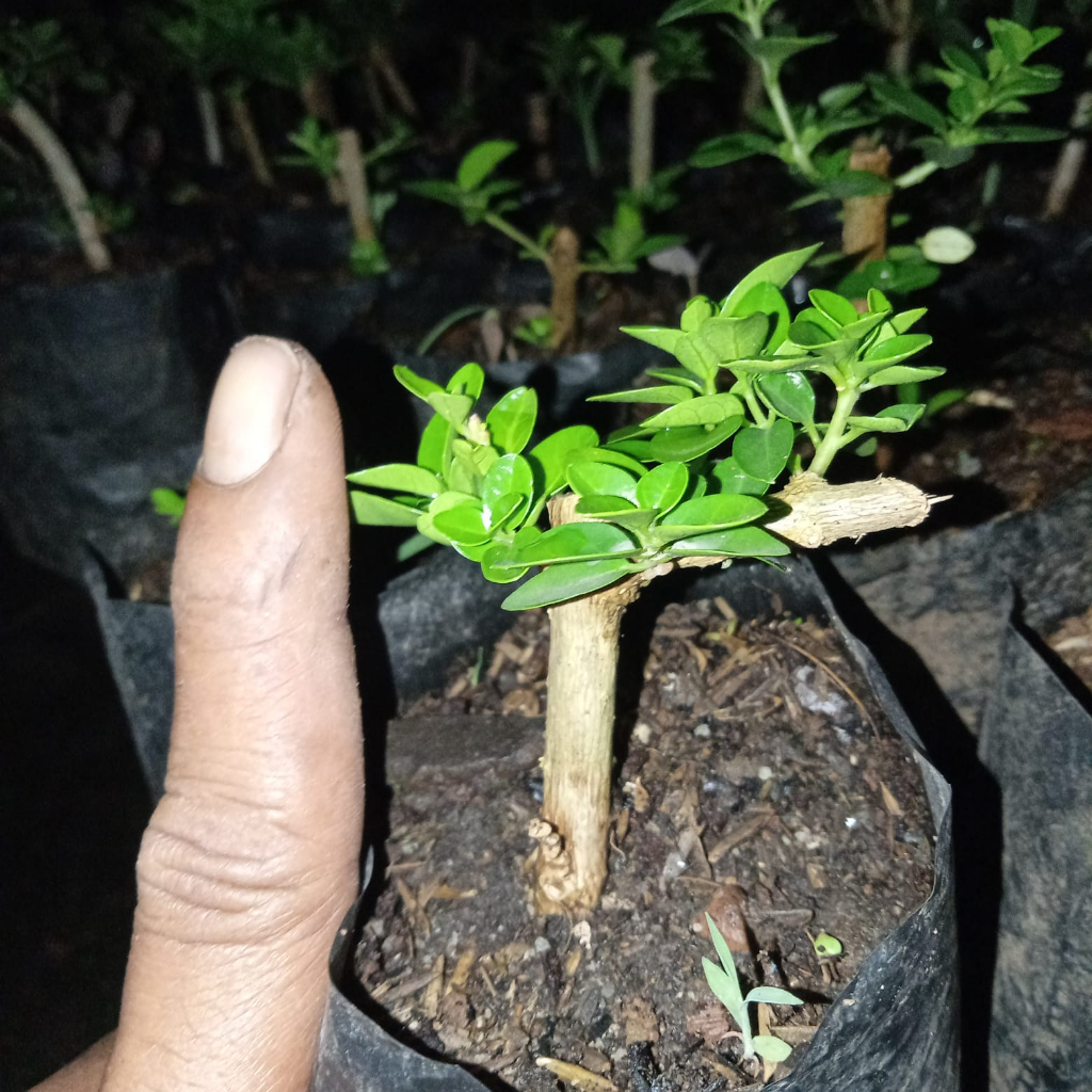 mini sancang bonsai mame sancang
