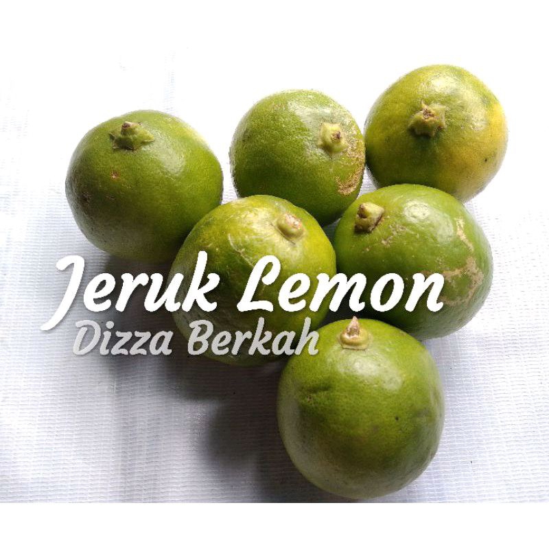

JERUK LEMON/250gr/Fresh/Dizza Berkah